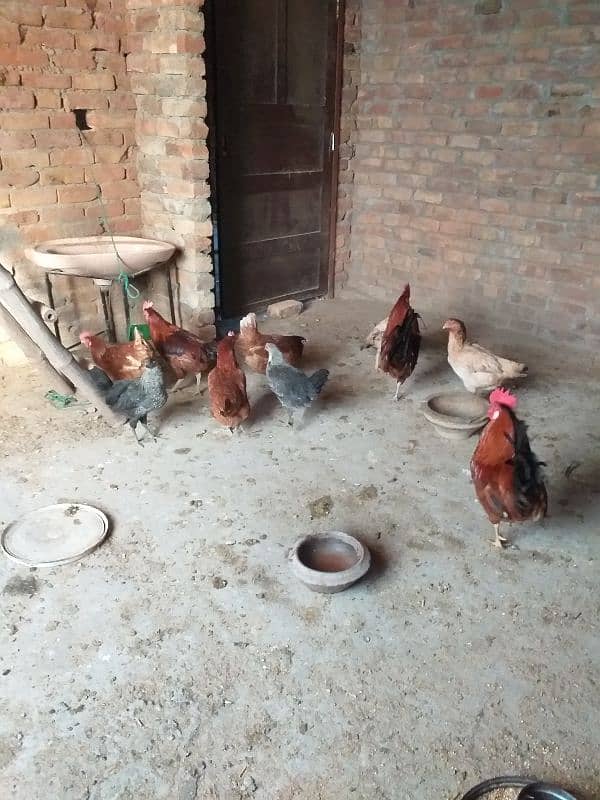 eggs laying desi  golden Misri 5