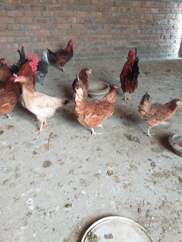 eggs laying desi  golden Misri 6