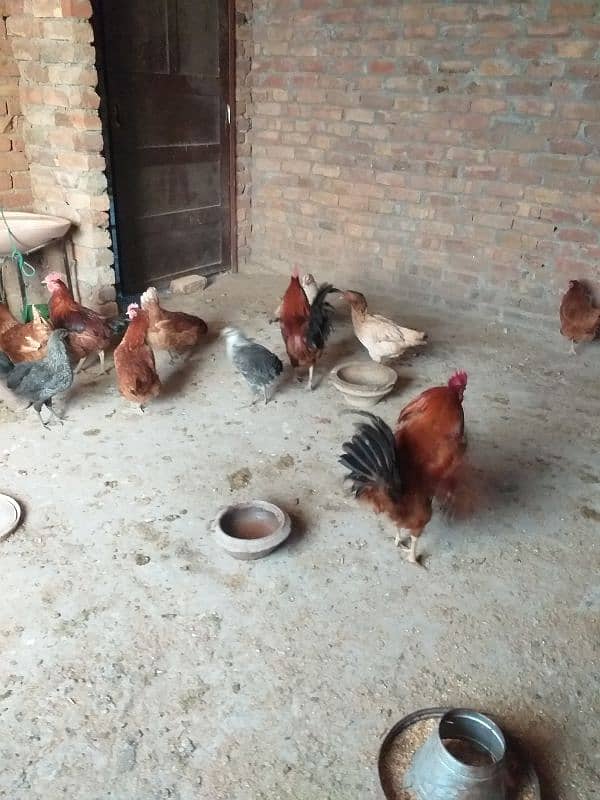 eggs laying desi  golden Misri 7