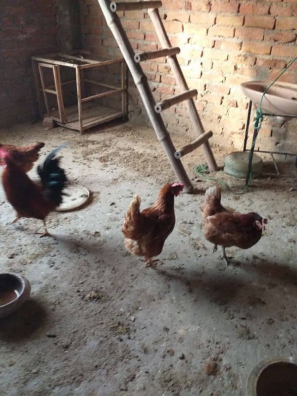 eggs laying desi  golden Misri 8