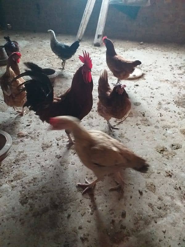 eggs laying desi  golden Misri 10