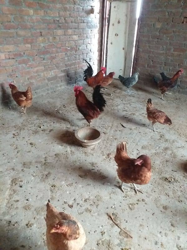 eggs laying desi  golden Misri 11