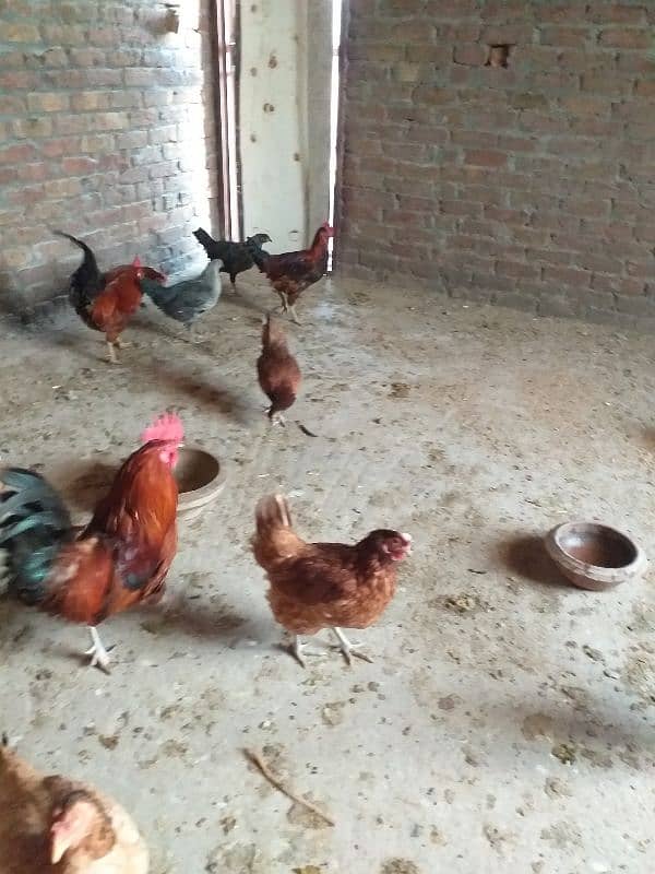 eggs laying desi  golden Misri 12