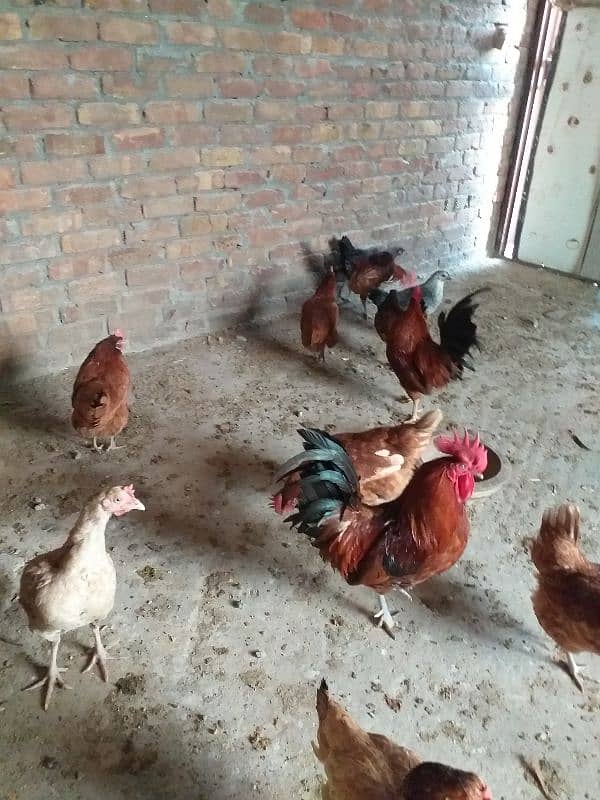 eggs laying desi  golden Misri 13