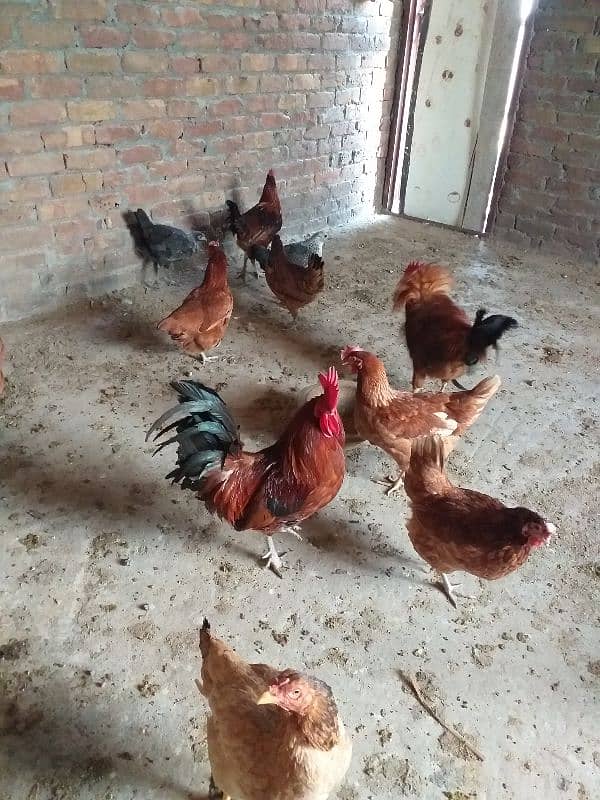 eggs laying desi  golden Misri 14