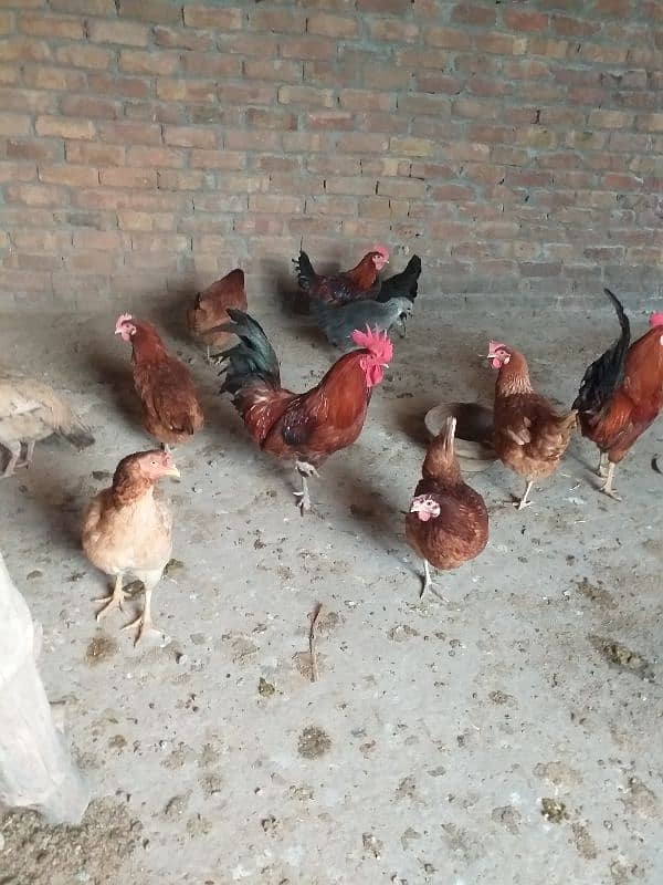 eggs laying desi  golden Misri 15