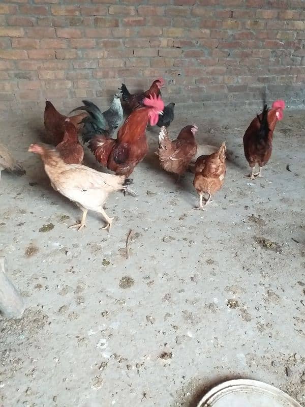 eggs laying desi  golden Misri 17