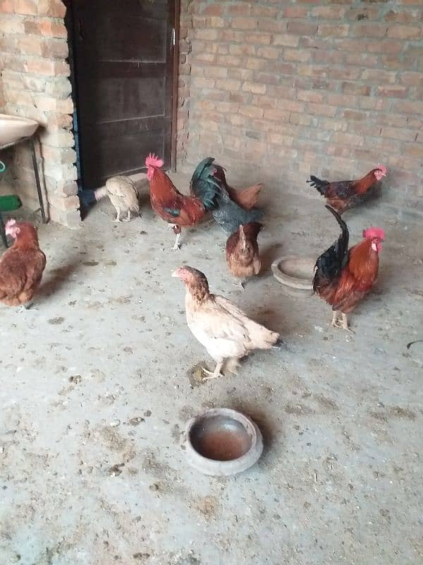 eggs laying desi  golden Misri 18