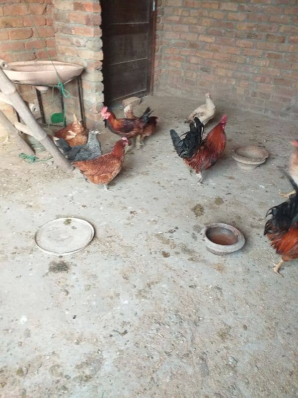 eggs laying desi  golden Misri 19