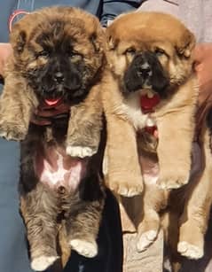 Kurdish Kangal Pair | security dog for sale | Kurdish Kangal Puppies