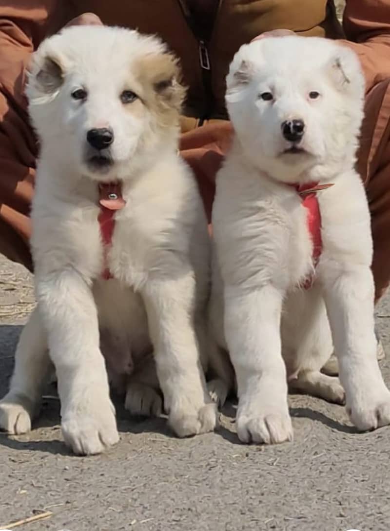 Alabai dog | King Alabai pair | security dog for sale | Alabai Breed 0