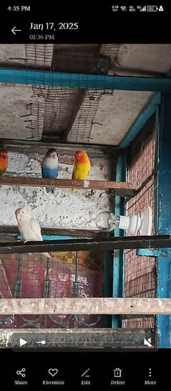 love birds parrot best pair urgent sale