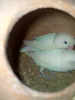 breeder pair lotion pasnata red eye pair albino black eye pair