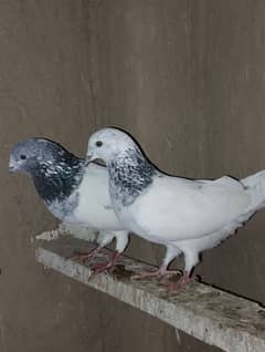 only pigeon lovers contact me