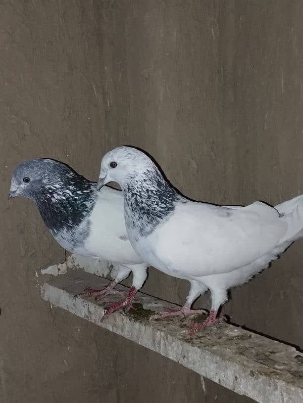 only pigeon lovers contact me 0