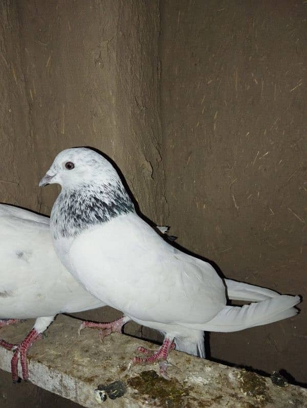 only pigeon lovers contact me 2