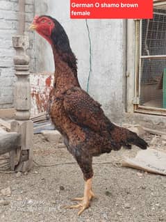 German O shamo female available for sale