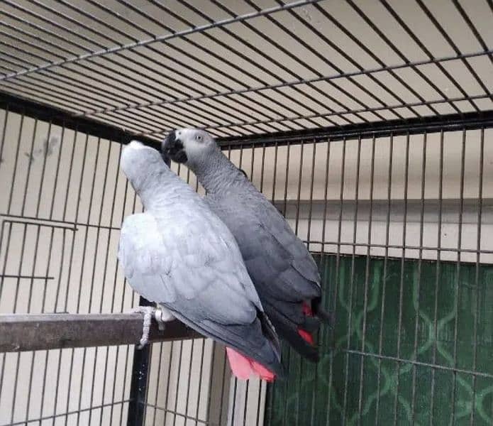 African Grey parrot for sale O3O4_O79_O4_37 my WhatsApp 0