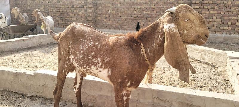 Makhi Cheeni Bakra for sale 0