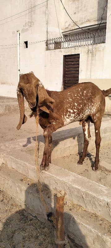 Makhi Cheeni Bakra for sale 1