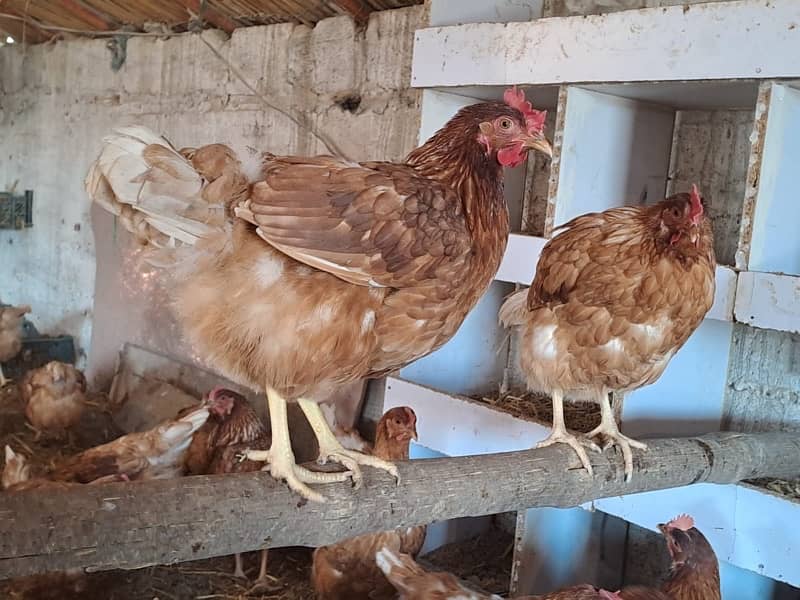 lohmann brown hens for sale 1