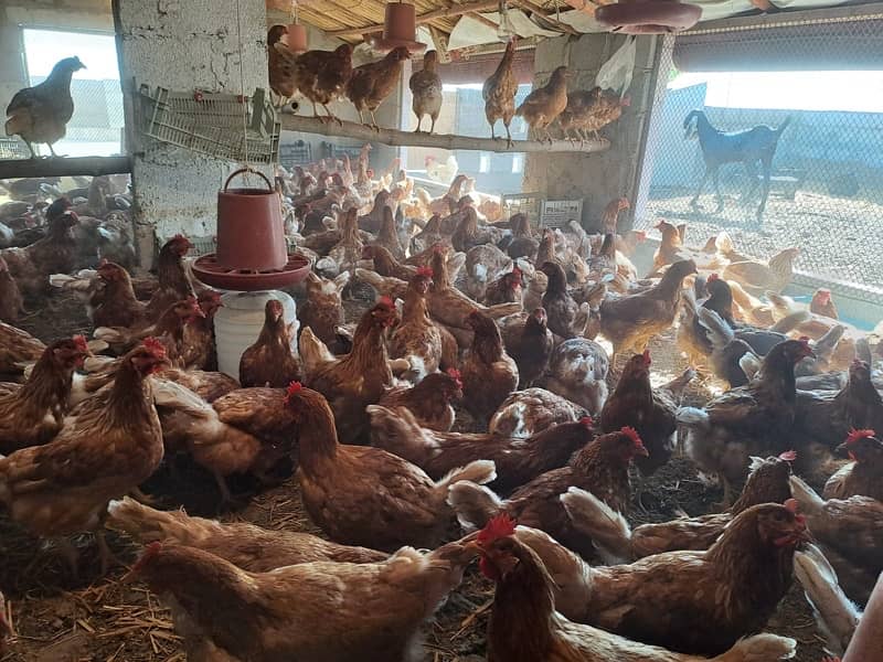 lohmann brown hens for sale 2