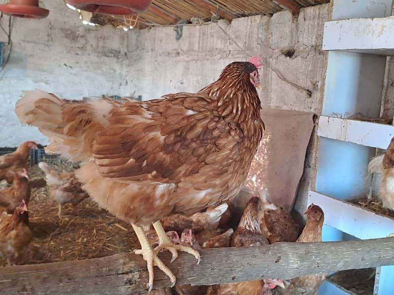 lohmann brown hens for sale 3