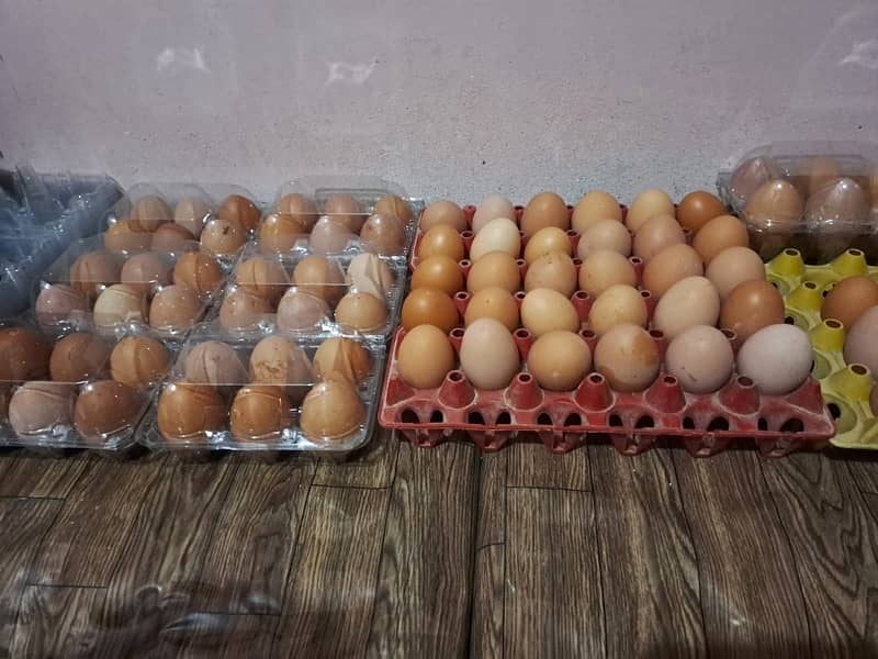 lohmann brown hens for sale 4