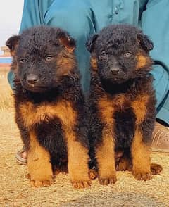 German Shepherd puppies for sale