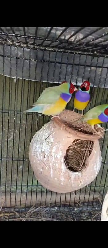 Gouldian Finch 0