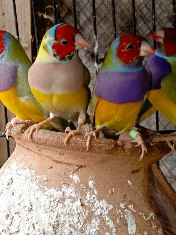 Gouldian Finch 1