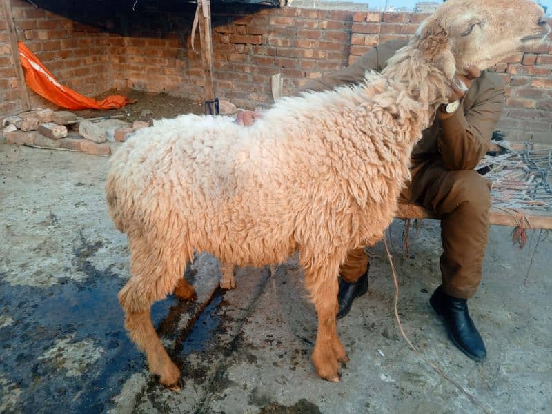 Mundri nasal female sheep 0