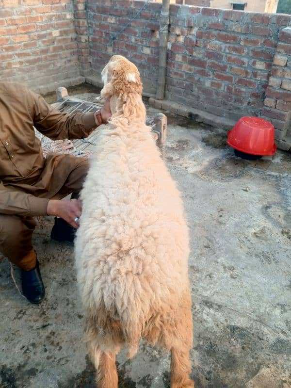 Mundri nasal female sheep 1