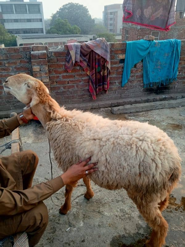 Mundri nasal female sheep 2