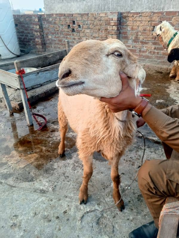 Mundri nasal female sheep 3