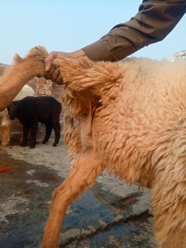 Mundri nasal female sheep 4