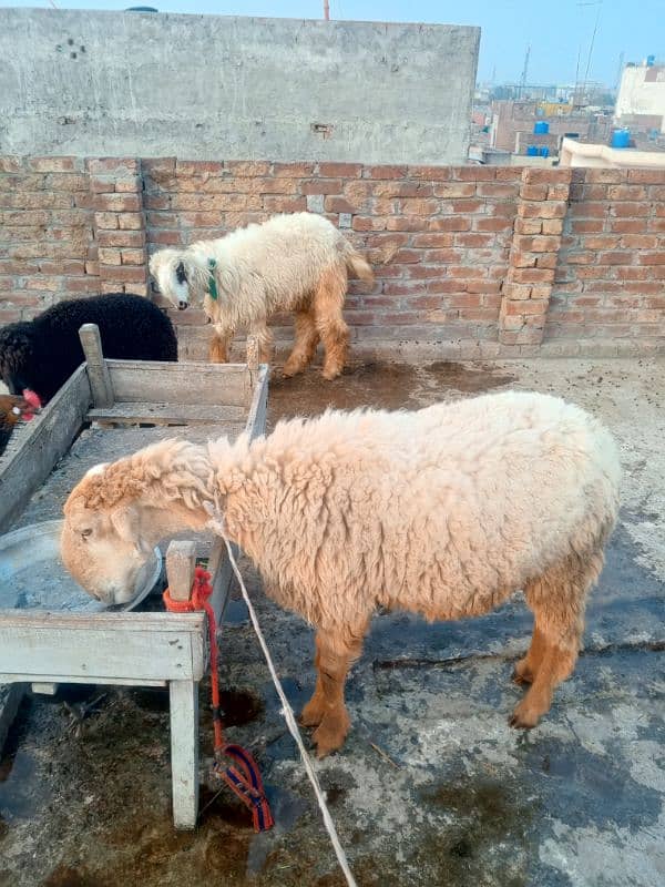 Mundri nasal female sheep 5