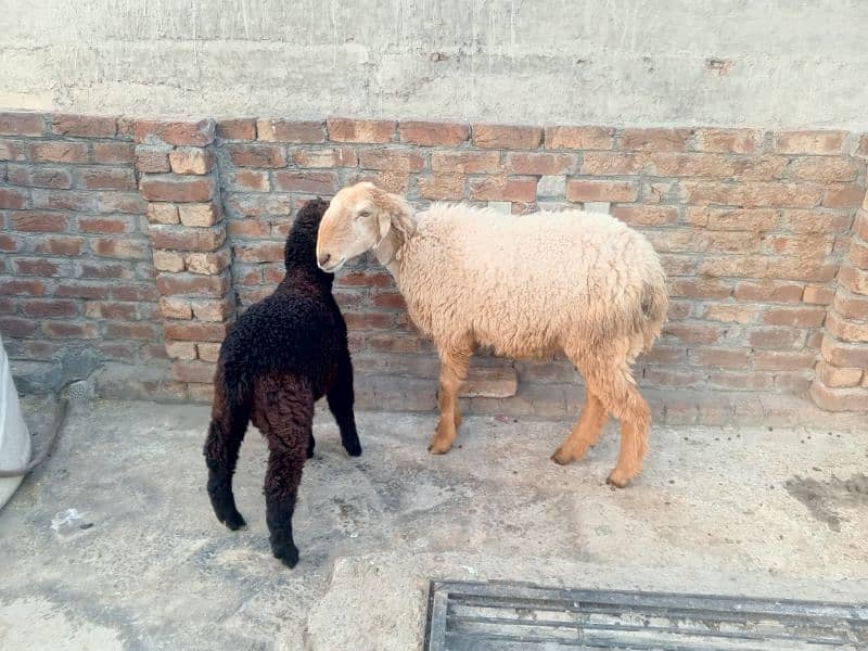 Mundri nasal female sheep 7