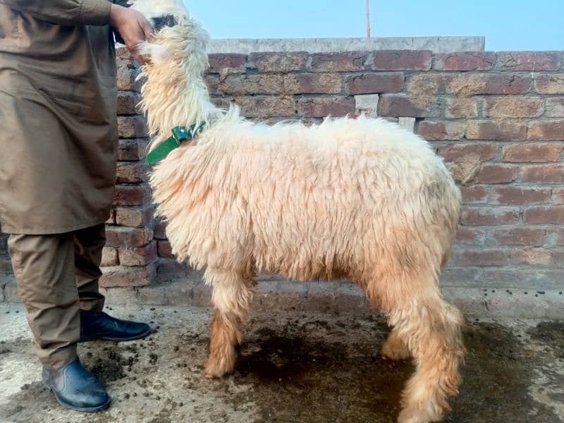 Mundri nasal female sheep 8