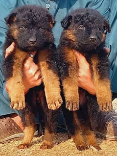 German Shepherd puppies for sale