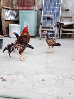 Aseel fertile eggs for sale 03457795157