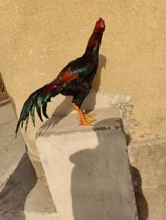 mianwali aseel bird