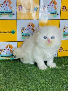 Cat for sell blue eyes