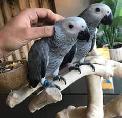 African Grey parrot for sale O3O4_O79_O4_37 my WhatsApp