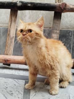 Persian cat Male for sale Washroom/ house kitten no exchange mobile