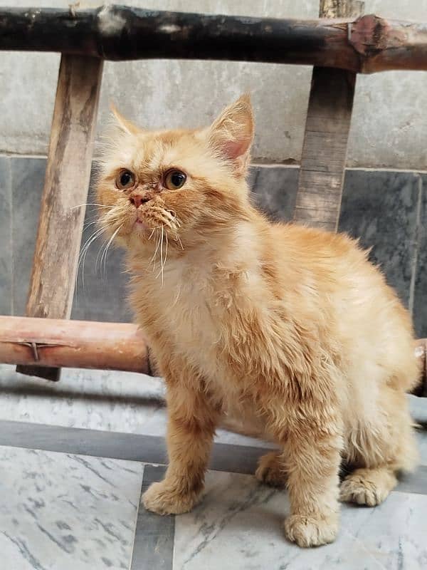 Persian cat Male for sale Washroom/ house kitten no exchange mobile 0