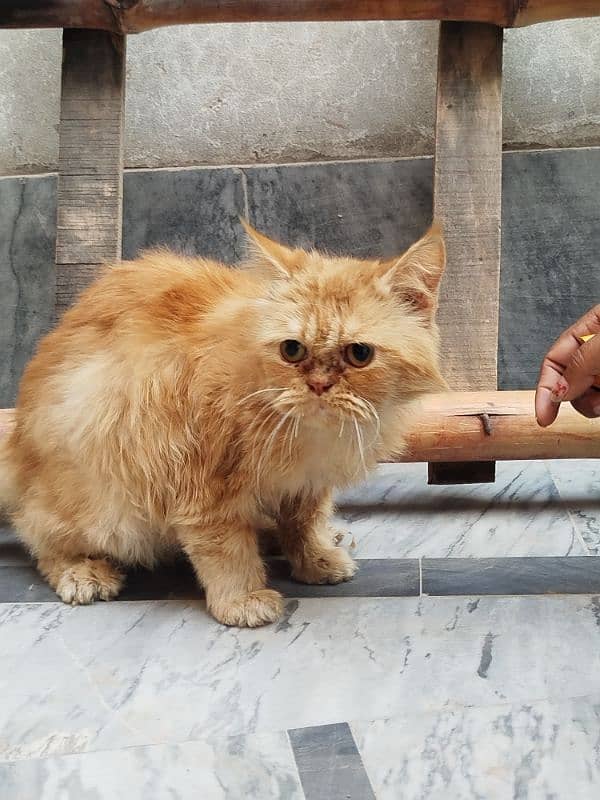 Persian cat Male for sale Washroom/ house kitten no exchange mobile 1