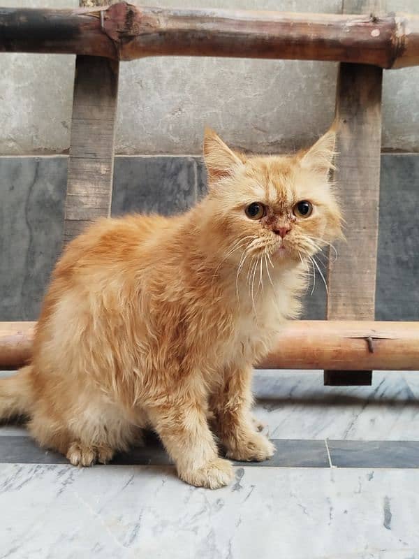 Persian cat Male for sale Washroom/ house kitten no exchange mobile 2