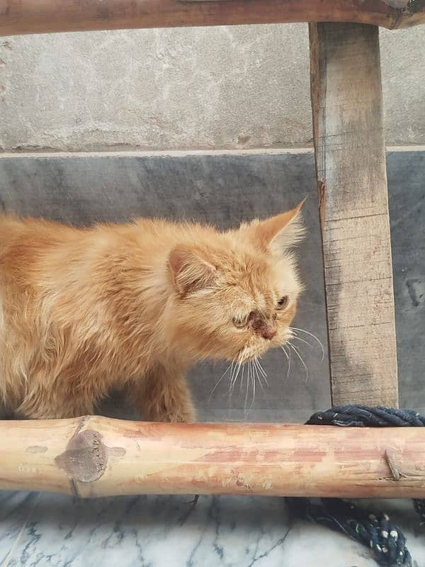 Persian cat Male for sale Washroom/ house kitten no exchange mobile 3