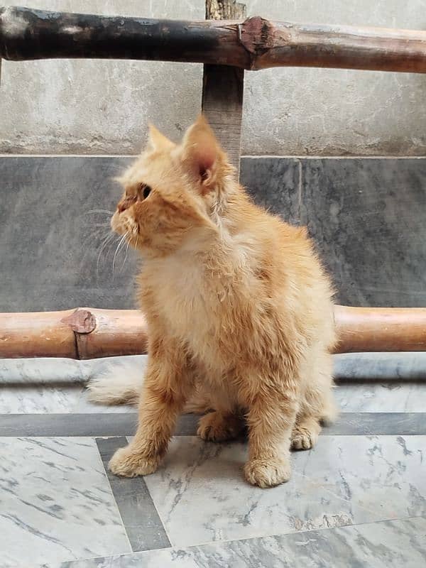 Persian cat Male for sale Washroom/ house kitten no exchange mobile 4